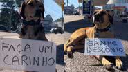 Reprodução//TikTok @matueofrentista
