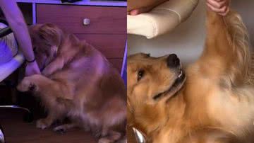 Reprodução// TikTok @momorathegolden