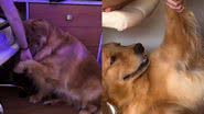 Reprodução// TikTok @momorathegolden