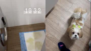Reprodução// TikTok @leticiaambrozio