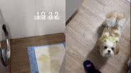 Reprodução// TikTok @leticiaambrozio