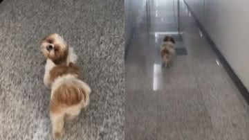 Reprodução/ TikTok  @taliverso