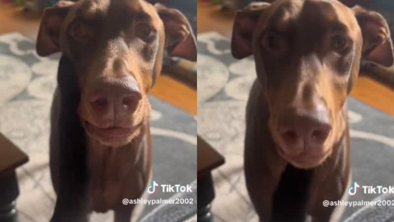 Reprodução// TikTok @ashleypalmer2002