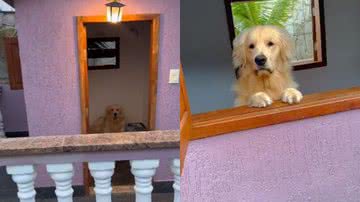 Reprodução// TikTok @goldenleopoldo