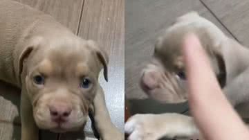 Reprodução// TikTok @sofiaamericanbully