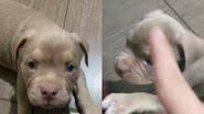 Reprodução// TikTok @sofiaamericanbully