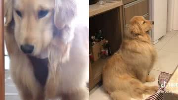 Reprodução// TikTok @bruce.paloma