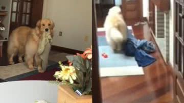 Reprodução// TikTok @bruce.paloma