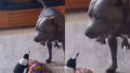 Reprodução/ Tik Tok