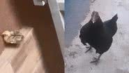 Reprodução/TikTok @eu_peoliveira
