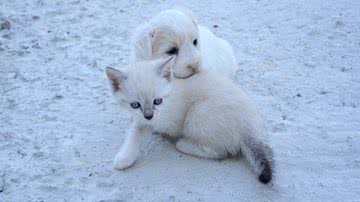 Imagem de JackieLou DL por Pixabay