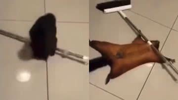 Reprodução/TikTok @biomesquita