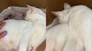 Reprodução/TikTok @galenotaty