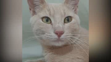 Reprodução/TikTok @dozegatitos