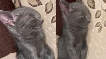 Reprodução / TikTok