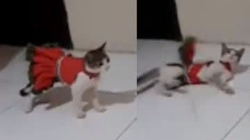 Reprodução/ Tik Tok