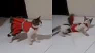 Reprodução/ Tik Tok