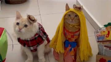 Reprodução/ Tik Tok