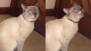 Reprodução/TikTok @ogatothorr