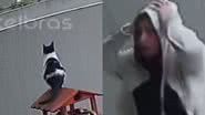 Imagem Gato pula muro, deixa tutores desesperados e mostra como trolar os humanos; assista