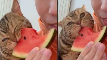 Reprodução / Tik Tok