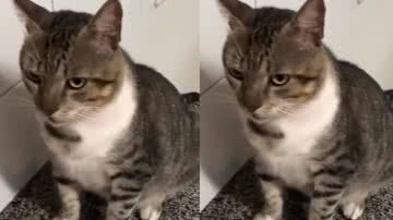 Reprodução / Twitter