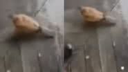 Reprodução/ Tik Tok