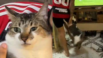 Reprodução/ Tik Tok