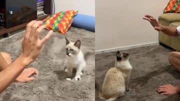 Reprodução / Tik Tok