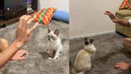 Reprodução / Tik Tok