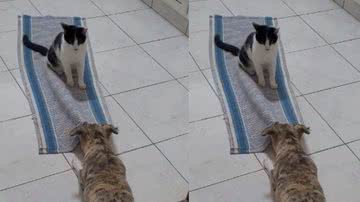 Reprodução/ Tik Tok