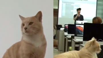 Reprodução/ Tik Tok