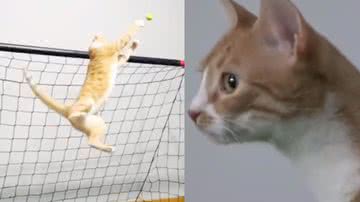 Reprodução/ Tik Tok