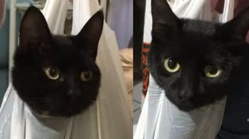 Reprodução/ Tik Tok