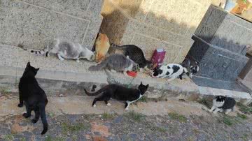 Divulgação // Aline Sebânica