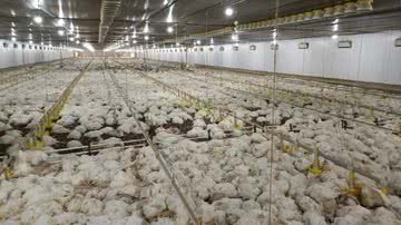 Reprodução/TV Anhanguera