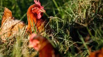 Wenderson Araujo/Trilux/CNA