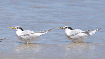 Wikimedia/Cláudio Dias Timm