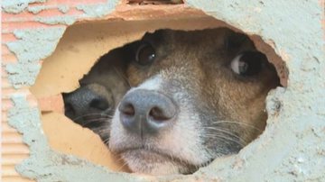 Reprodução / TV Bahia