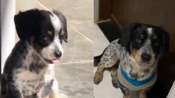 Reprodução / TikTok