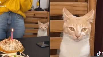 Reprodução/ Tik Tok