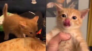 Reprodução/ Tik Tok