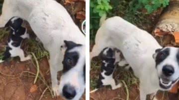 Reprodução/ Tik Tok