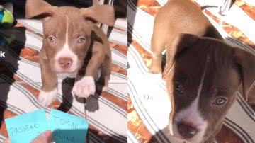 Reprodução/ Tik Tok