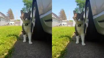 Reprodução / Tik Tok