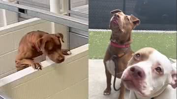 Reprodução/TikTok