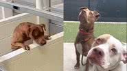 Reprodução/TikTok
