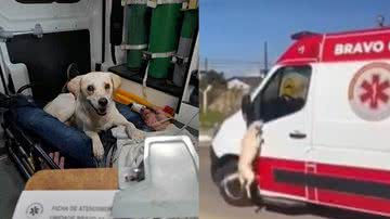 Reprodução/Twitter @pet_anjos