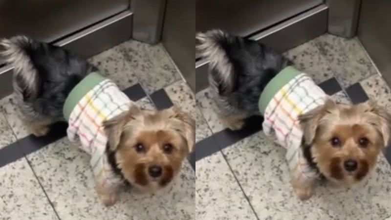 Reprodução / Tik Tok