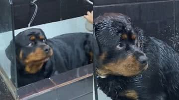 Reprodução / Tik Tok